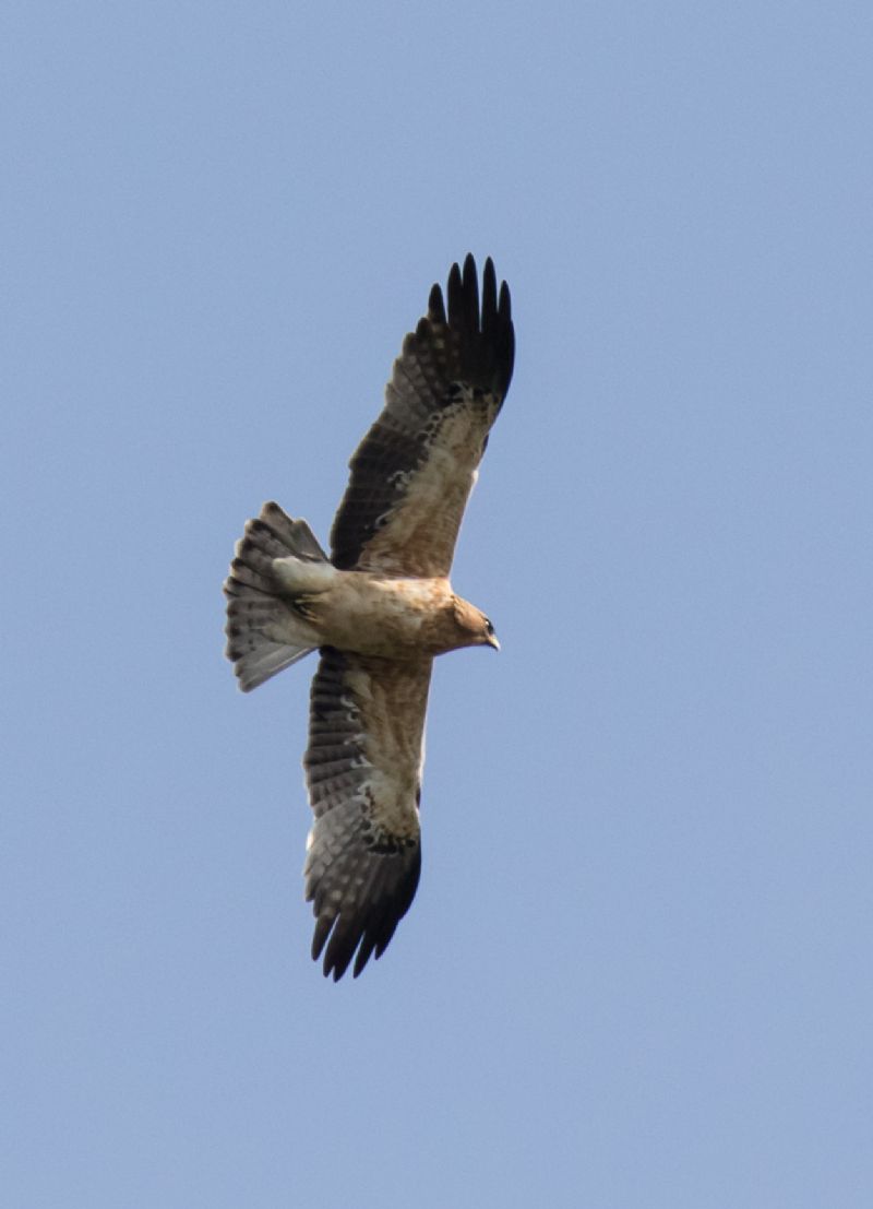 Aquila minore (Hieraaetus pennatus) morfismo rossiccio